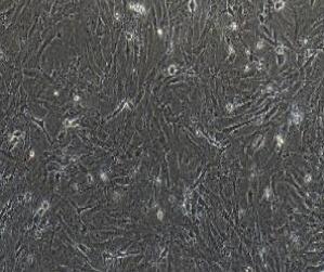 小鼠骨细胞,Bone Cells