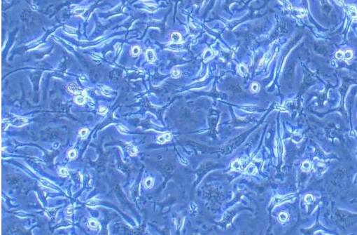 小鼠成骨细胞,Osteoblast Cells