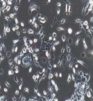 小鼠破骨细胞,Osteoclasts Cells