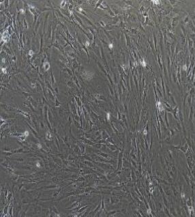小鼠滑膜间充质干细胞,Mouse Synovial Cells