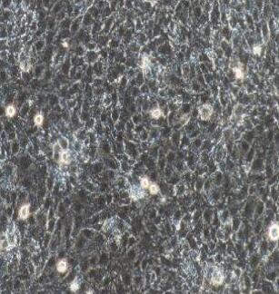 小鼠肌腱成纤维细胞