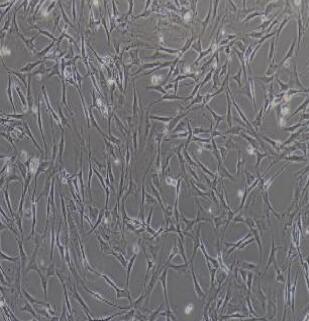 小鼠雪旺细胞,Schwann Cells
