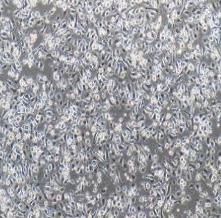小鼠小胶质细胞,Microglia Cells
