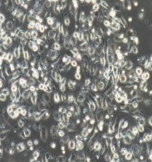 小鼠星形胶质细胞,Astrocytes Cells