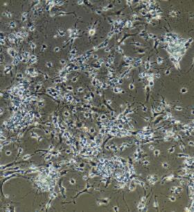 小鼠肠神经元细胞,Intestinal Neuronal Cells