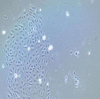 小鼠口腔黏膜上皮細胞,Oral Mucosal Epithelial Cells