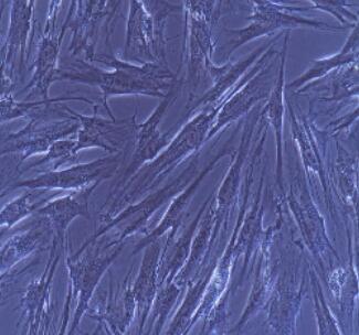 小鼠胸腺上皮细胞,Thymic Epithelial Cells