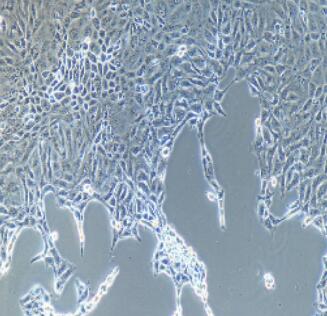 小鼠结膜上皮细胞,Conjunctival Epithelial Cells