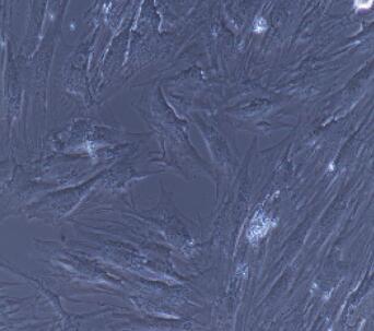 小鼠骨髓单核细胞