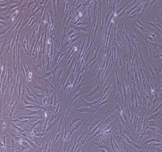 小鼠牙周膜干细胞,Periodontal Ligament Stem Cells