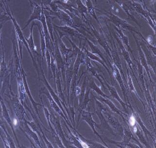 小鼠海马神经干细胞
