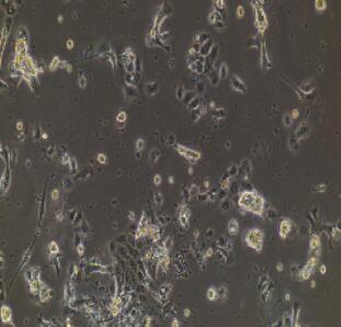 小鼠舌表皮细胞,Tongue Epidermal Cells