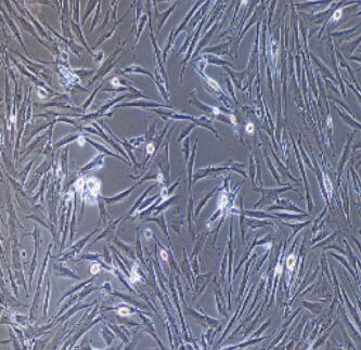 小鼠角膜基质细胞,Corneal Stromal Cells