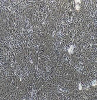 小鼠角膜内皮细胞