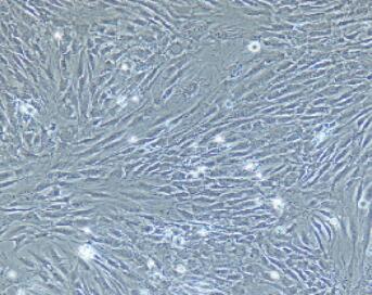 兔肺微血管内皮细胞,Pulmonary Microvascular Endothelial Cells