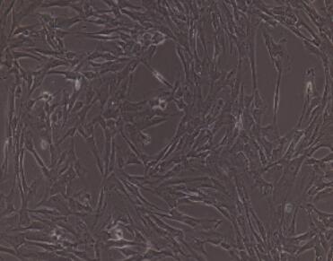 兔肺动脉外膜成纤维细胞,Pulmonary Arterial Fibroblasts Cells
