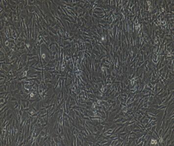 兔Ⅱ型肺泡上皮细胞,Type II Alveolar Epithelial Cells