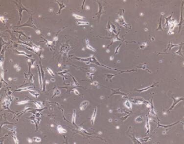 兔心肌细胞,Cardiac Fibroblasts Cells