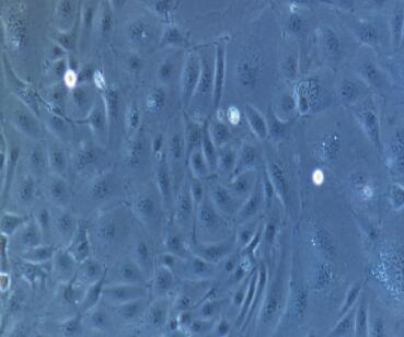 兔食管上皮细胞,Esophageal Epithelial Cells