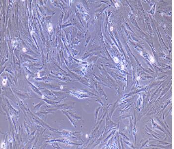 兔食管平滑肌细胞,Esophageal Smooth Muscle Cells