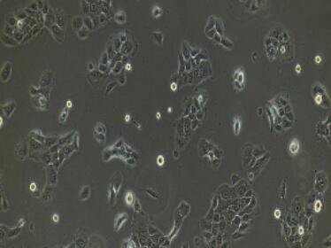 兔胃黏膜上皮细胞,Gastric Mucosal Epithelial Cells