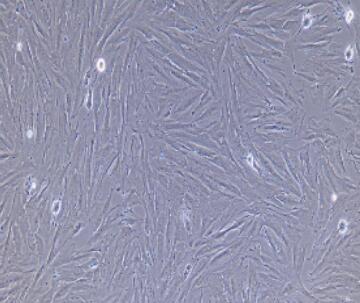 兔胃平滑肌细胞,Gastric Smooth Muscle Cells