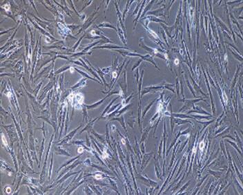 兔胃成纤维细胞,Gastric Fibroblasts Cells