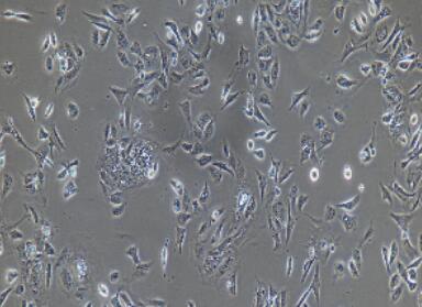 兔小肠粘膜上皮细胞,Small Intestinal Mucosal Epithelial Cells