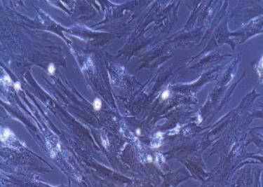 兔腹腔巨噬细胞