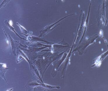 兔结肠神经元细胞