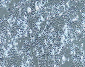 兔结肠粘膜上皮细胞,Colonic Mucosal Epithelial Cells