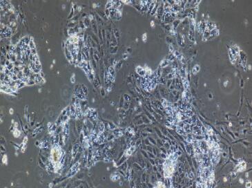 兔肝內(nèi)膽管上皮細(xì)胞,Intrahepatic Bile Duct Epithelial Cells