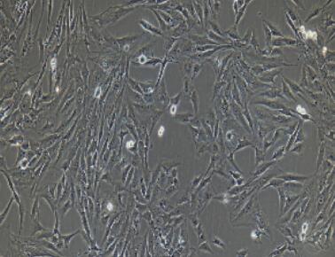 兔肝外胆管上皮细胞,Extrahepatic Bile Duct Epithelial Cells
