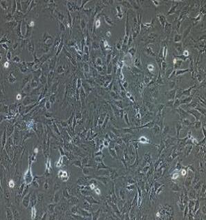 兔肝间质细胞,Rabbit Liver Interstitial Cells