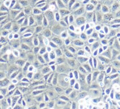 兔精原细胞,Spermatogonia Cells