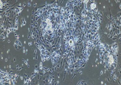 兔真皮毛乳头细胞,Dermal Papilla Cells