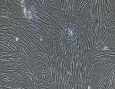 兔乳腺成纤维细胞,Breast Fibroblasts Cells