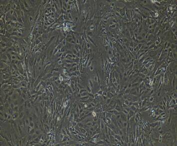 兔輸卵管上皮細(xì)胞,Tubal Epithelial Cells