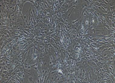 兔子宫内膜上皮细胞,Endometrial Epithelial Cells