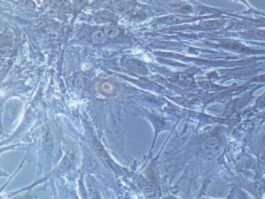 兔乳腺导管上皮细胞