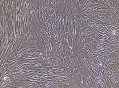 兔成骨细胞,Osteoblast Cells