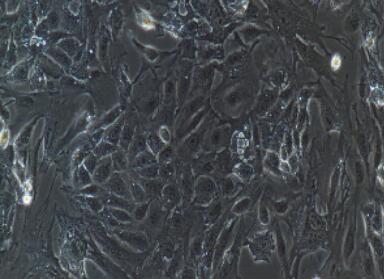 兔骨髓肥大细胞