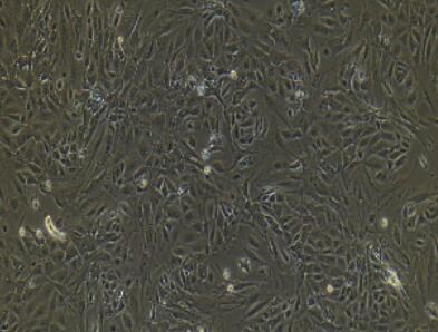 兔骨髓单核细胞