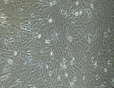 兔毛囊干细胞