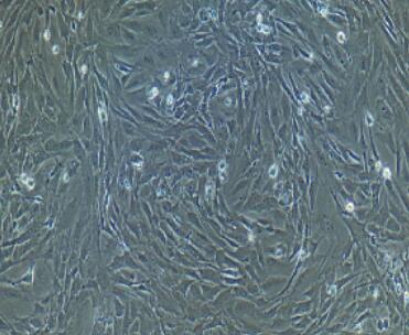 兔星形胶质细胞,Astrocytes Cells