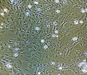 兔小膠質(zhì)細(xì)胞,Microglia Cells