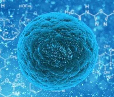 造血干细胞,Hematopoietic Stem Cells