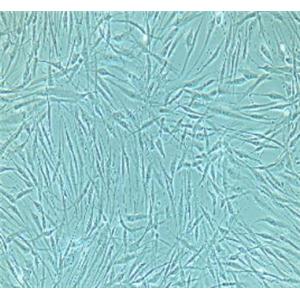 小鼠膀胱基质成纤维细胞