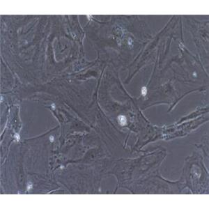 小鼠肾足细胞
