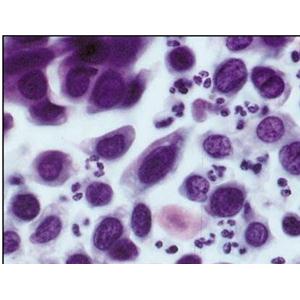 小鼠胰岛β细胞